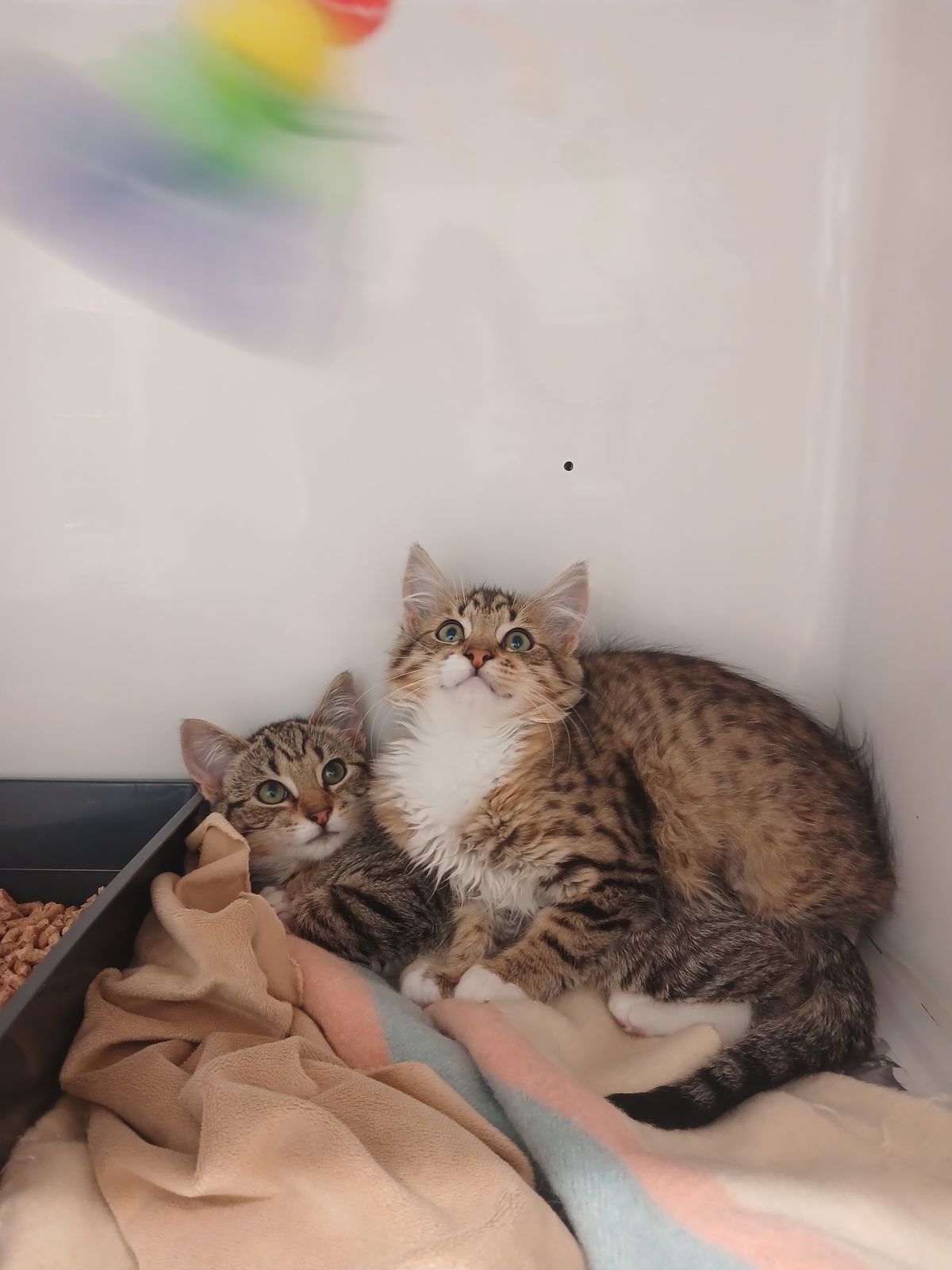 Gallery image: Tiger Lily