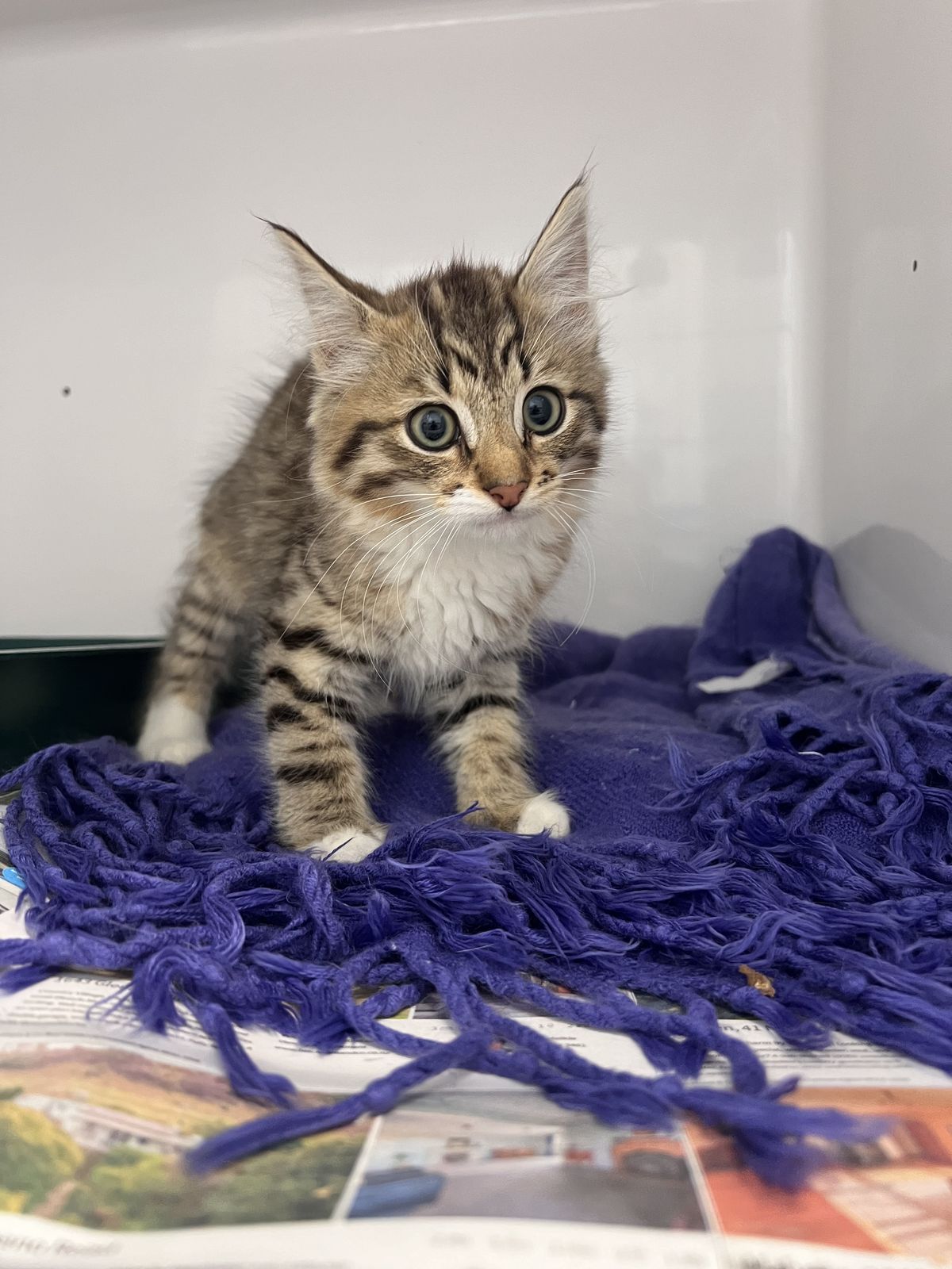 Gallery image: Tiger Lily