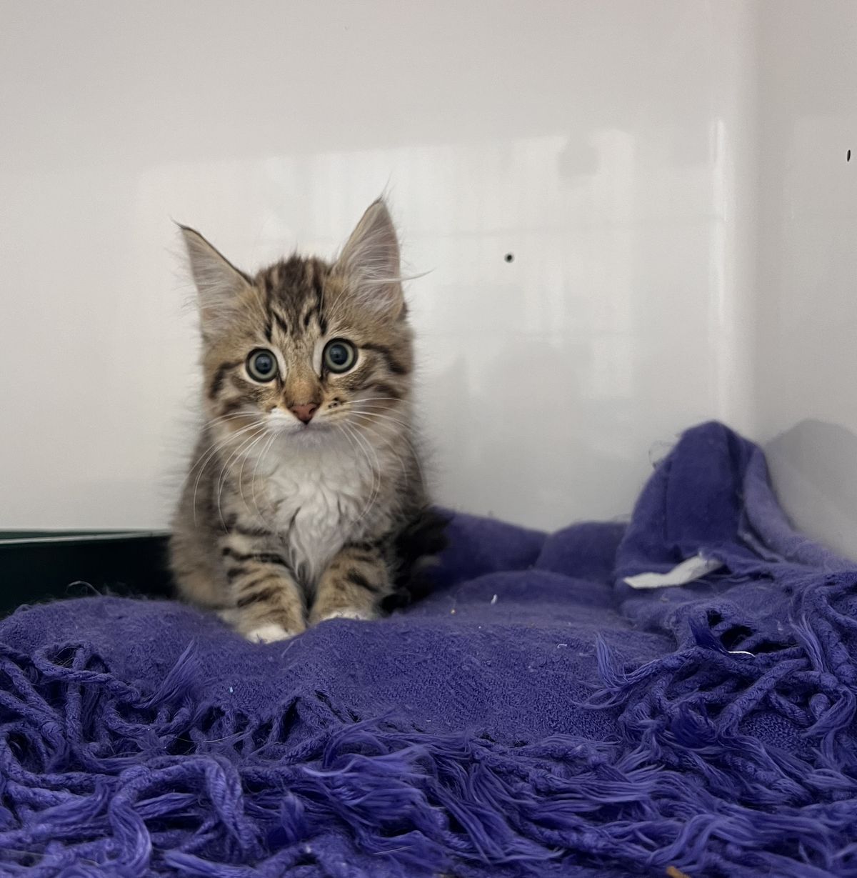 Gallery image: Tiger Lily