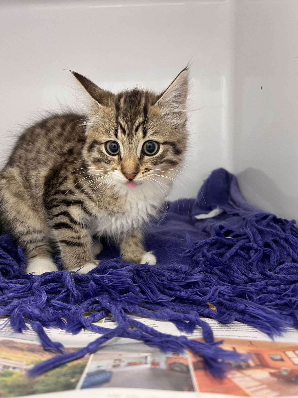 Gallery image: Tiger Lily