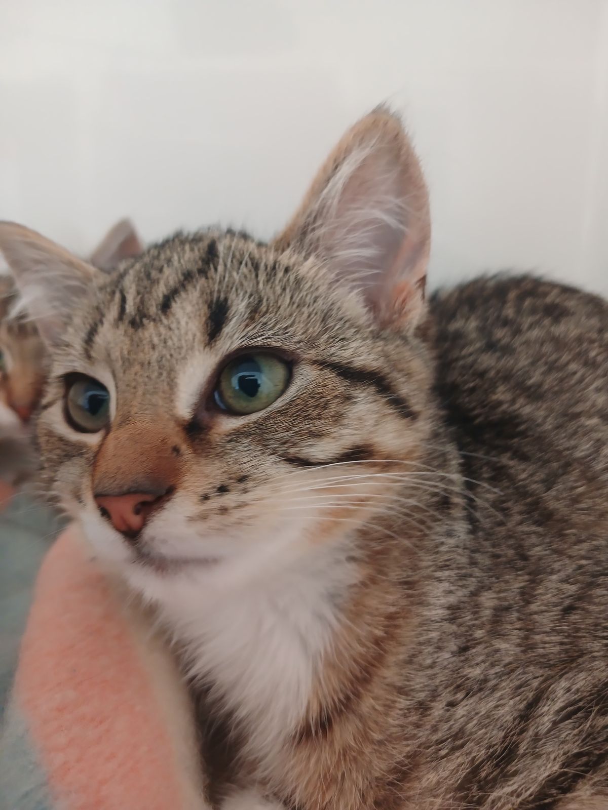 Gallery image: Sweet Pea