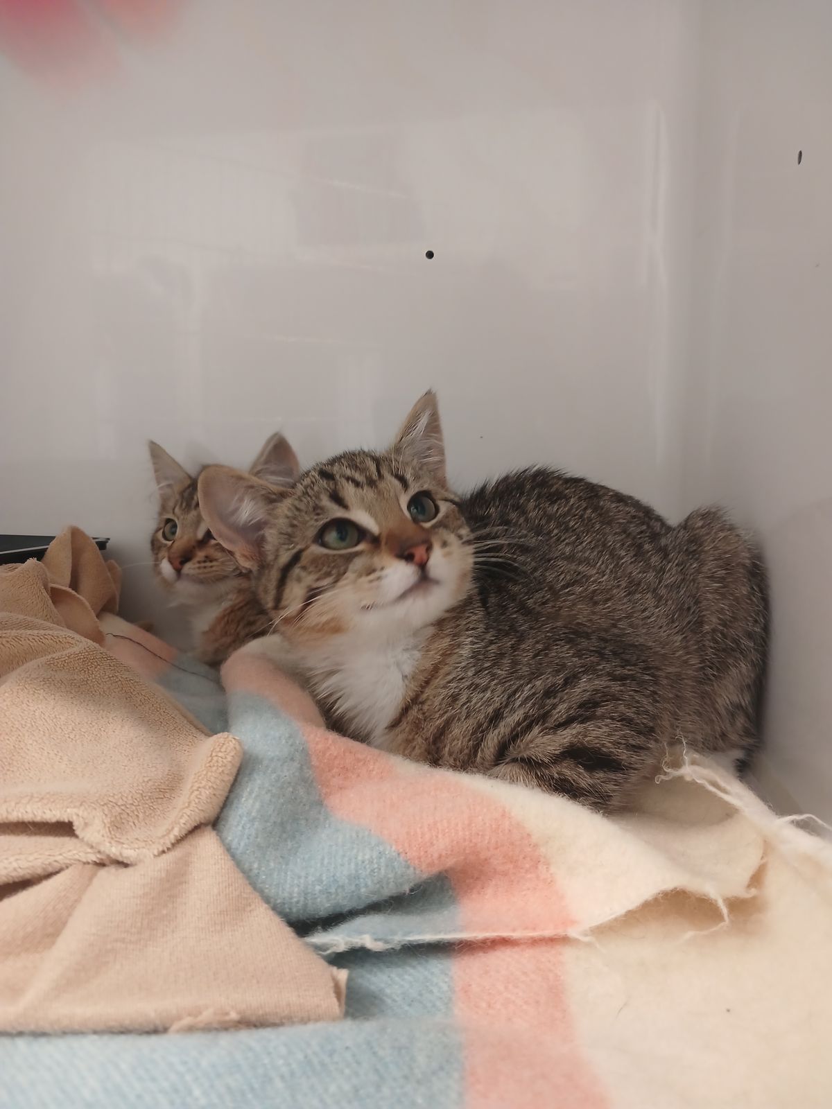 Gallery image: Sweet Pea