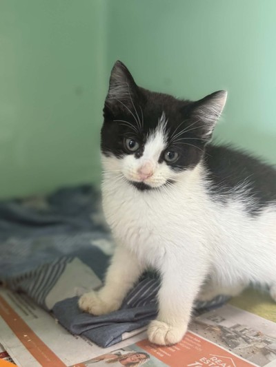 Panda - Domestic Short Hair