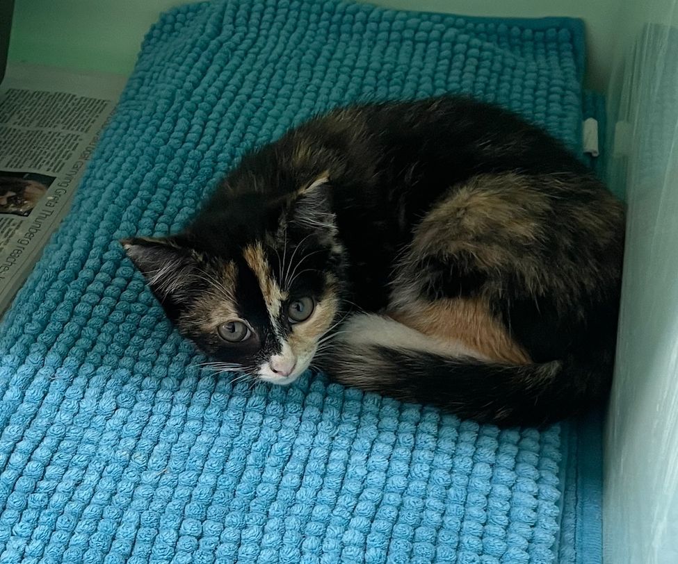 Gallery image: Potato