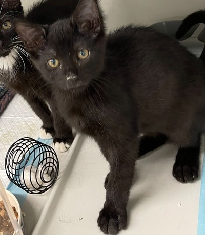 Bean - Domestic Short Hair