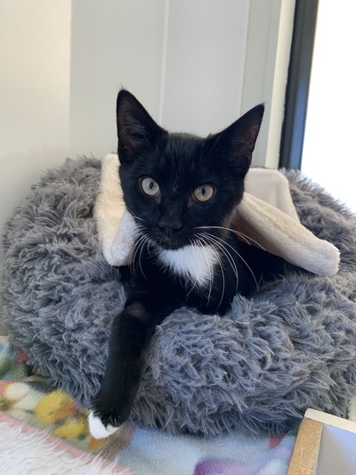 Bandit - Domestic Short Hair