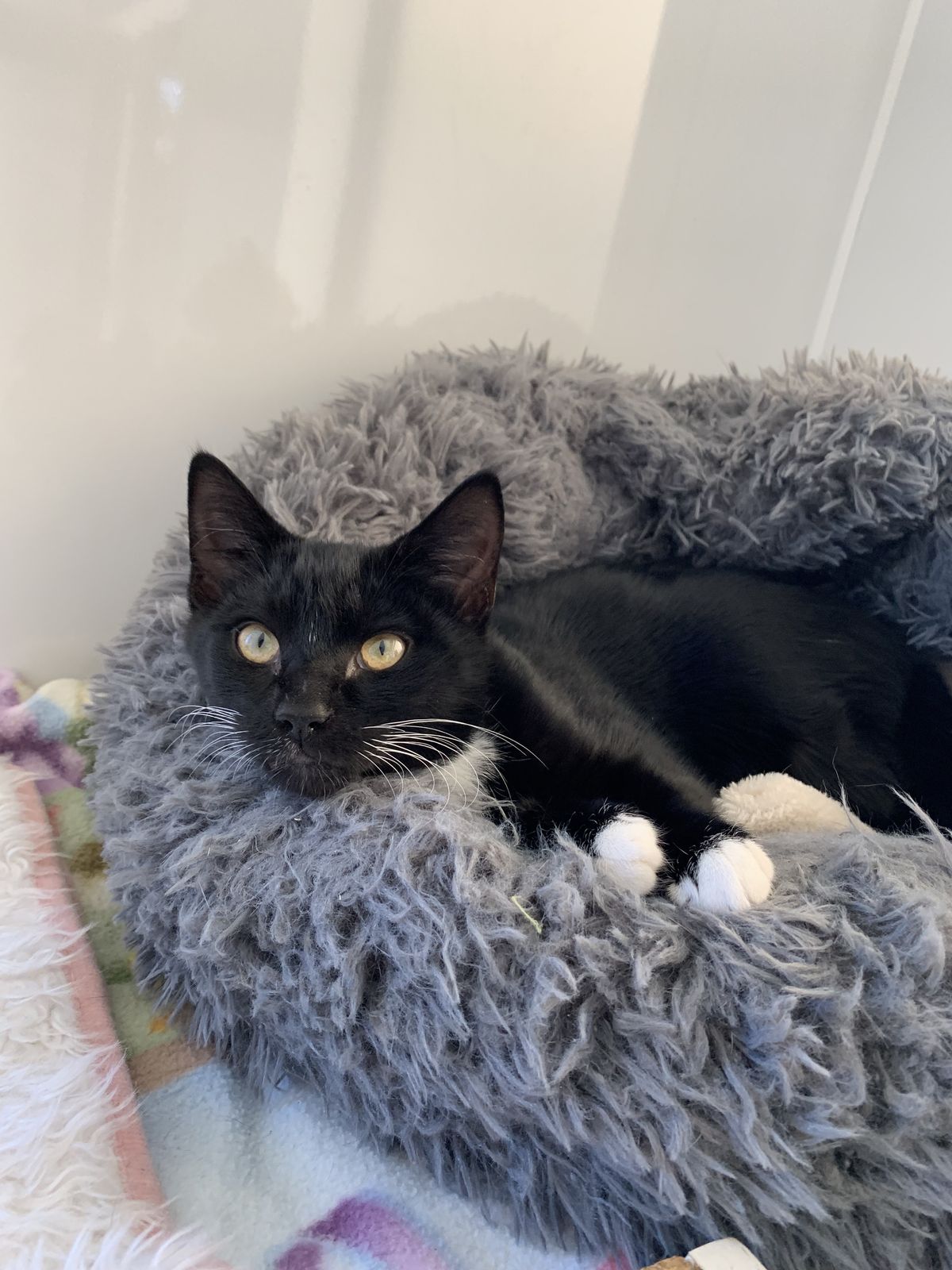 Gallery image: Bandit