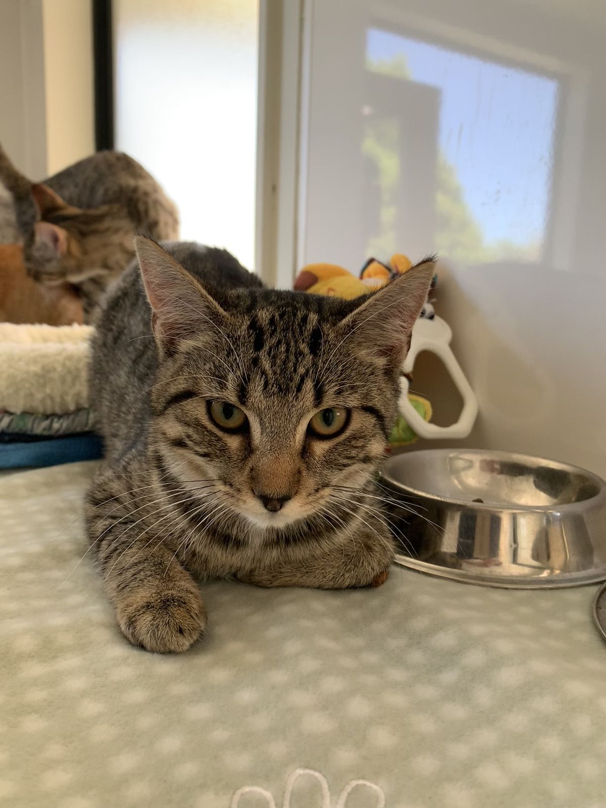 Gallery image: Muscat