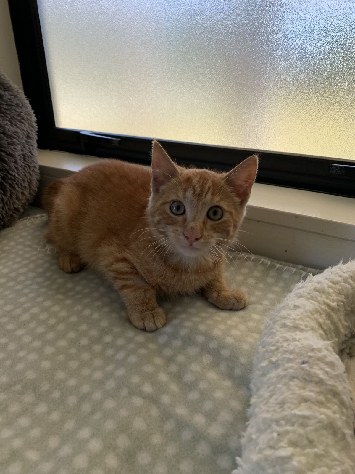 Gallery image: Griffin