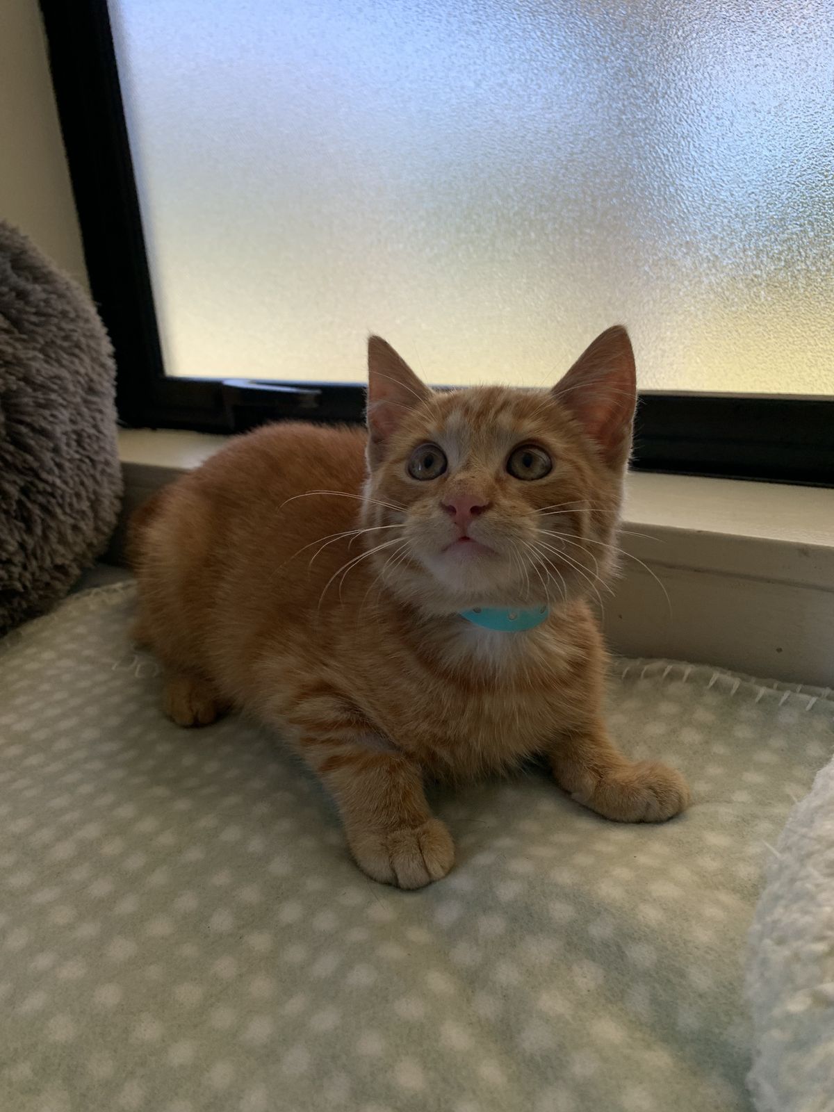 Gallery image: Griffin