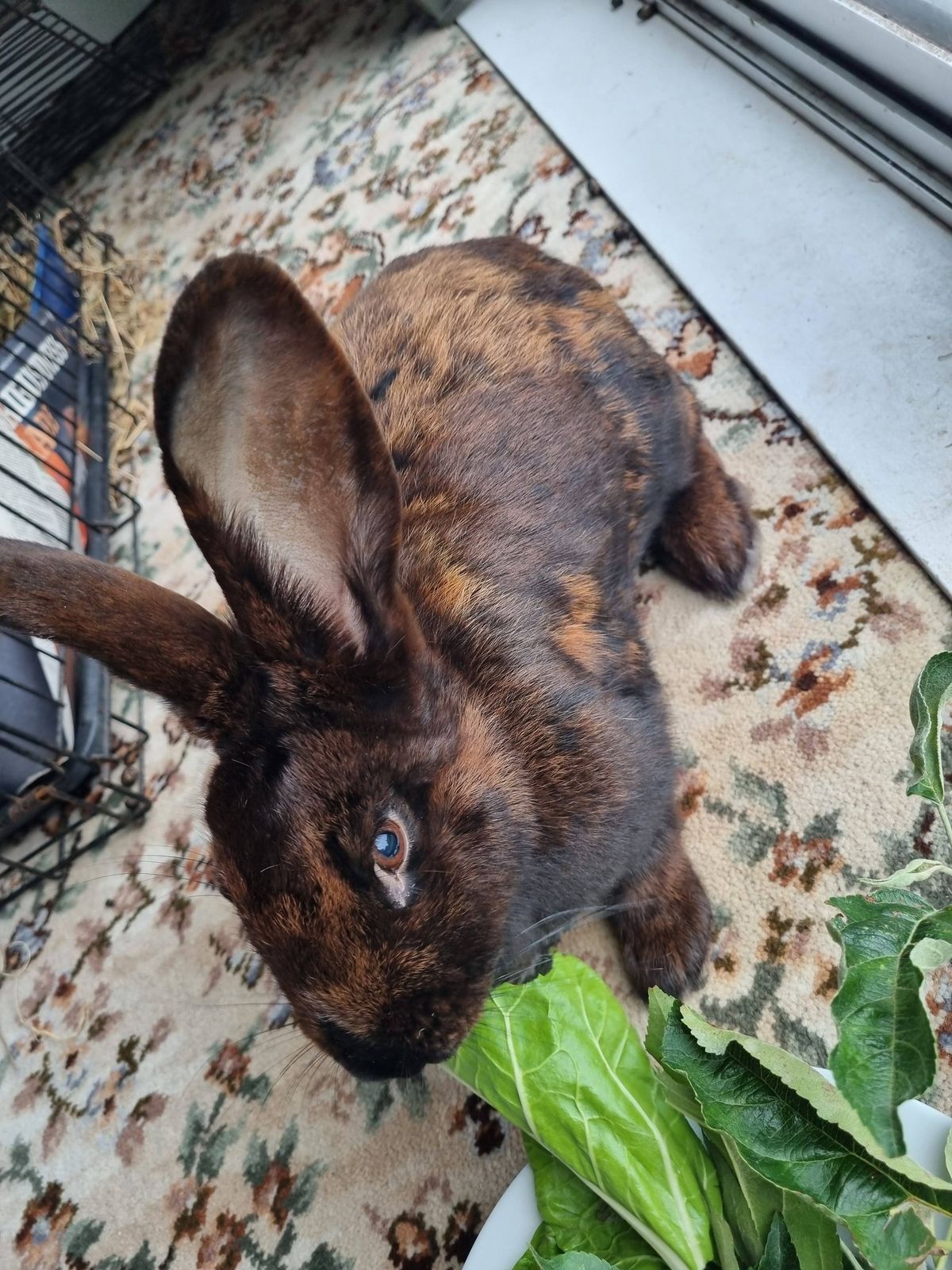 Gallery image: Ziggy 