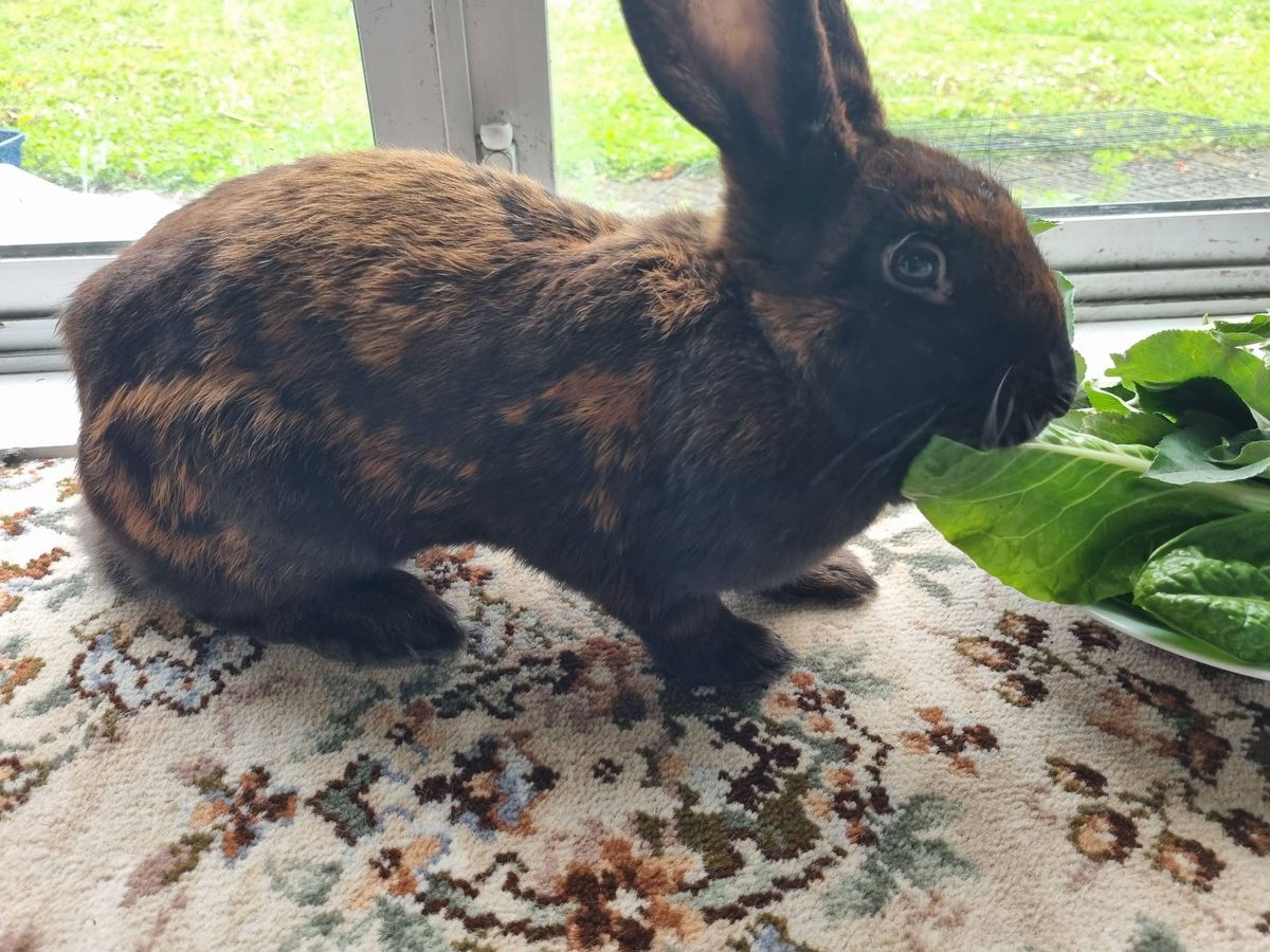 Gallery image: Ziggy 