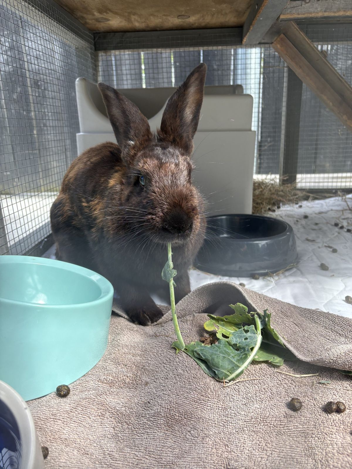 Gallery image: Ziggy 