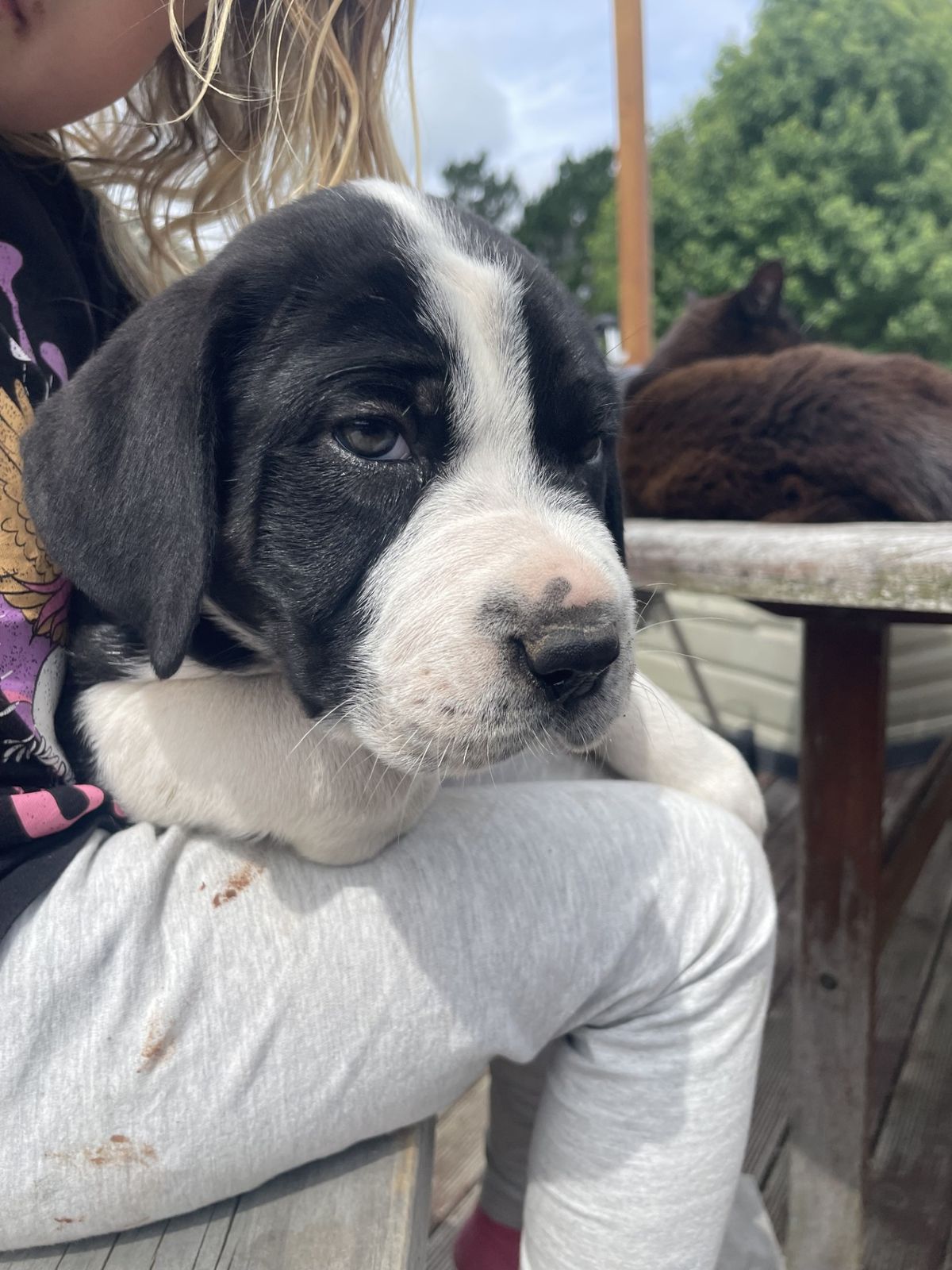 Gallery image: Chase