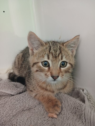 Atlas - Domestic Short Hair