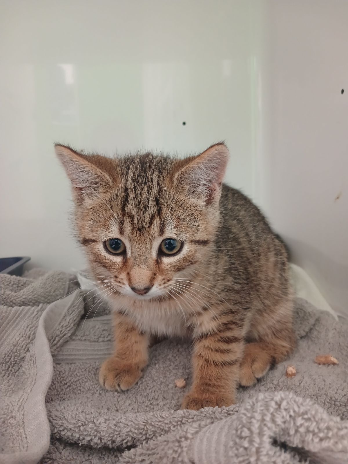 Gallery image: Atlas