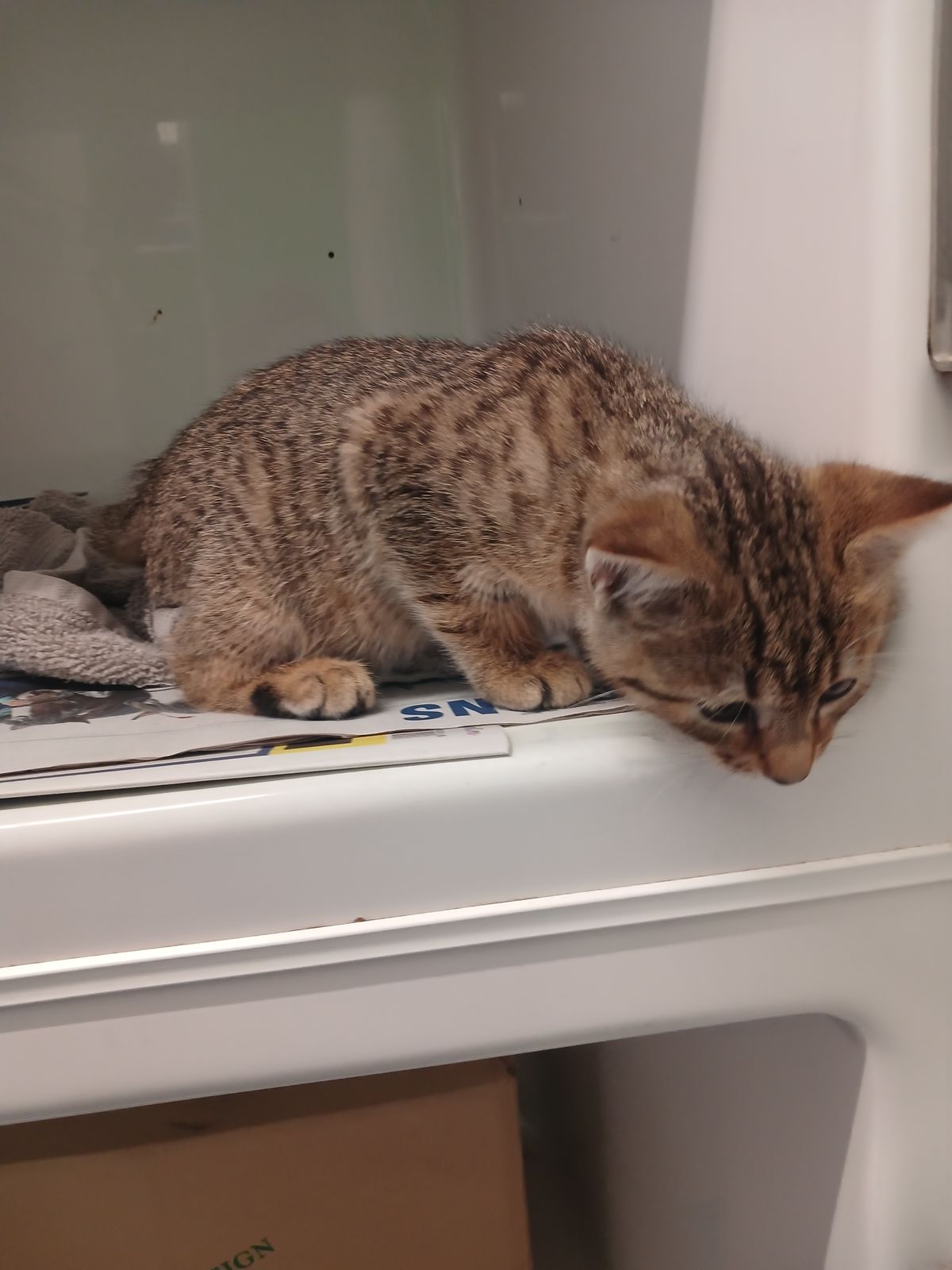 Gallery image: Atlas