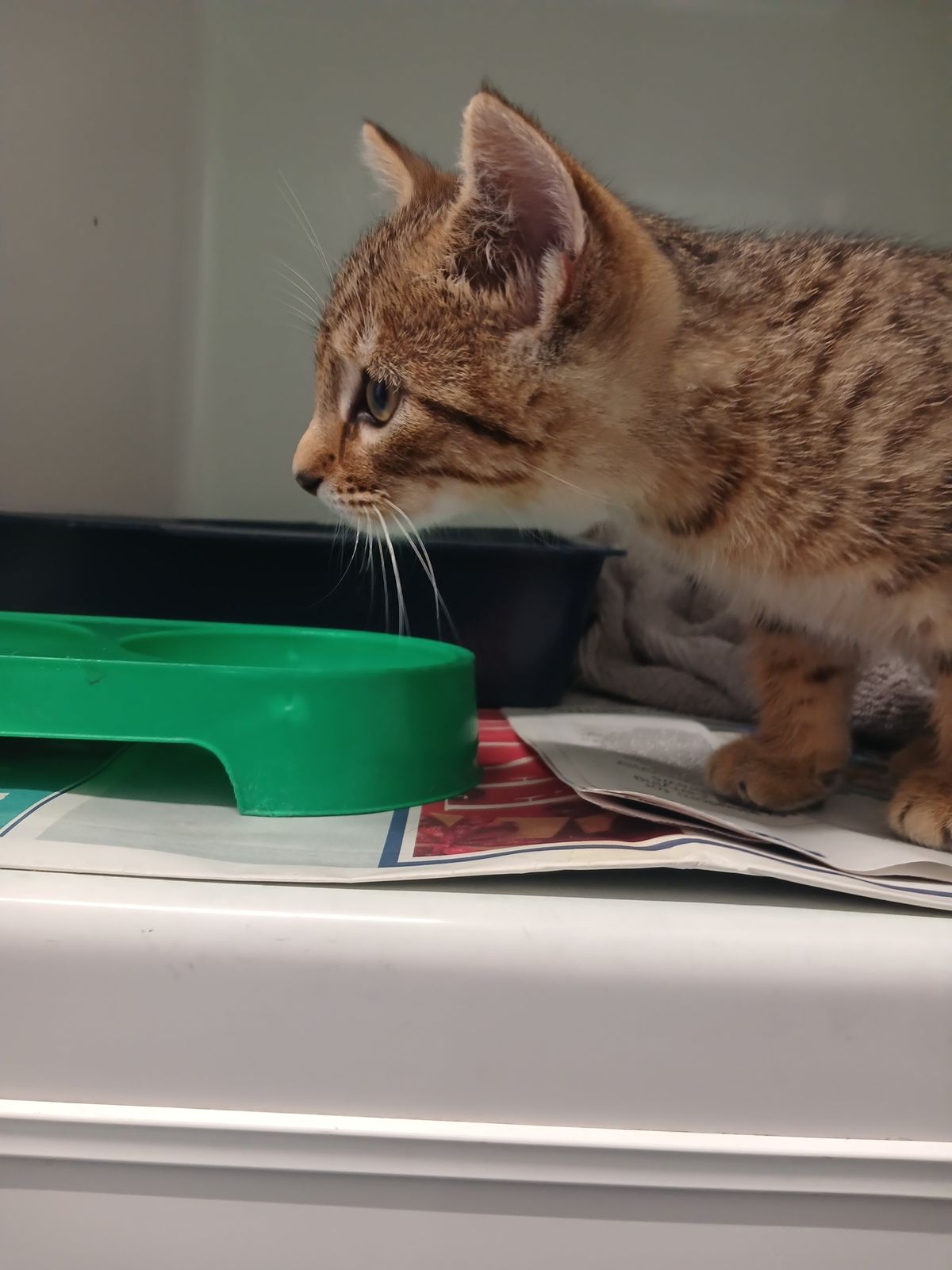 Gallery image: Atlas