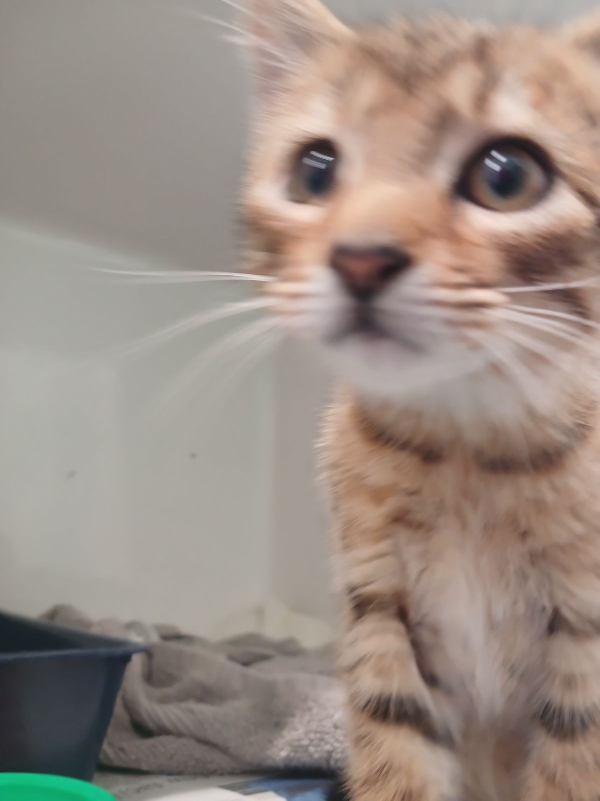 Gallery image: Atlas