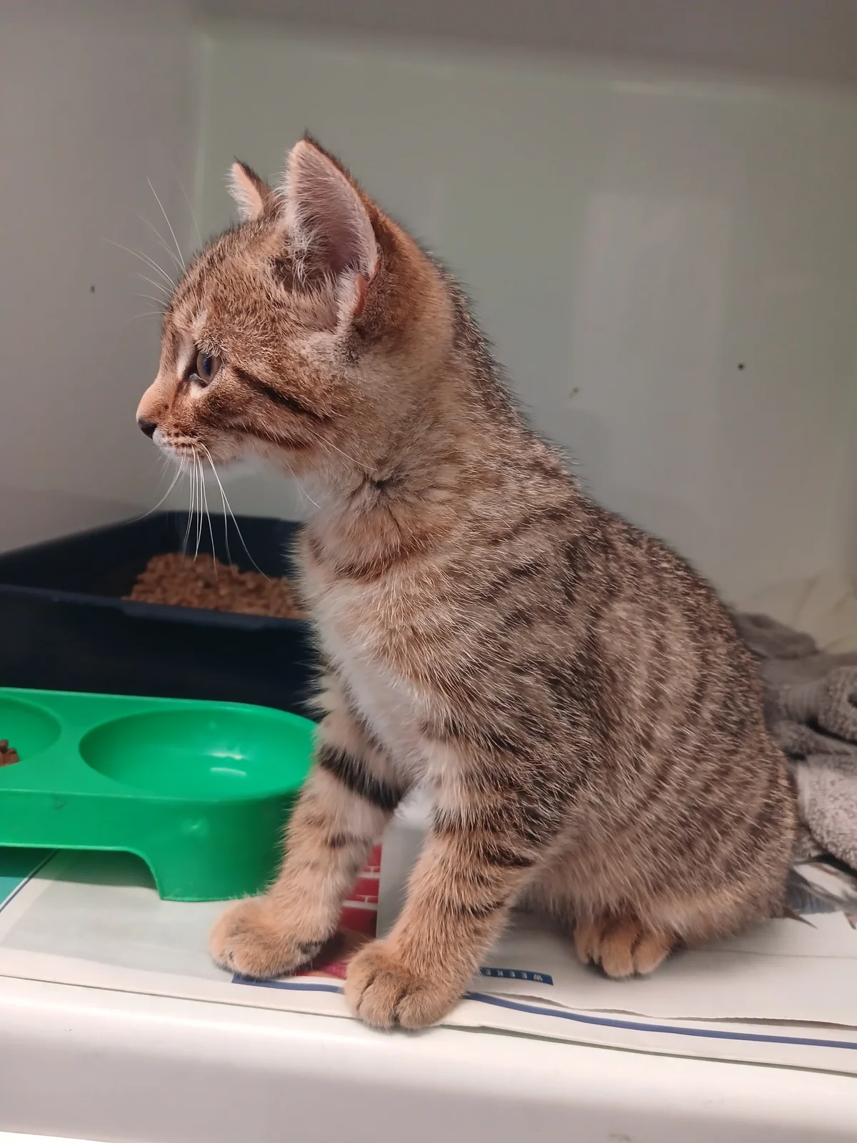 Gallery image: Atlas