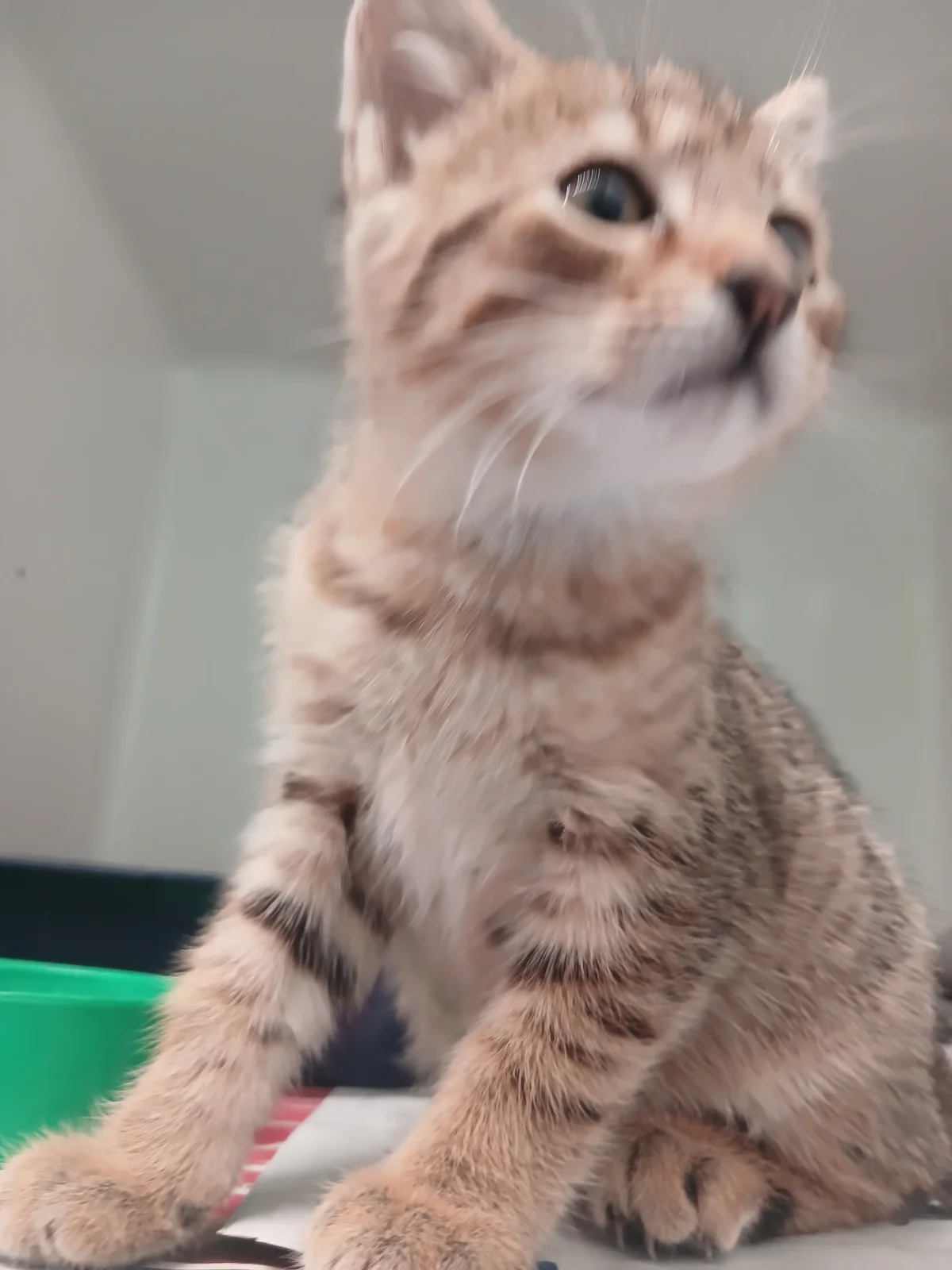 Gallery image: Atlas