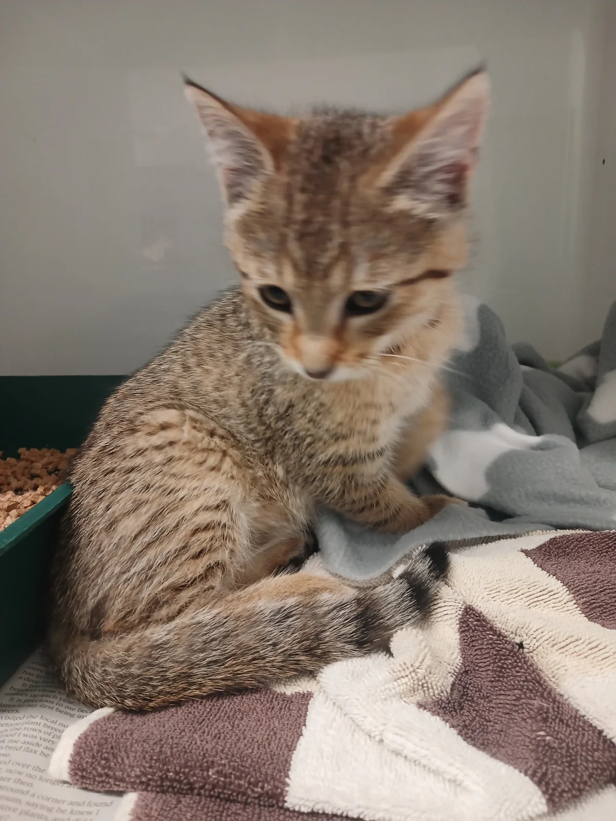 Gallery image: Percy