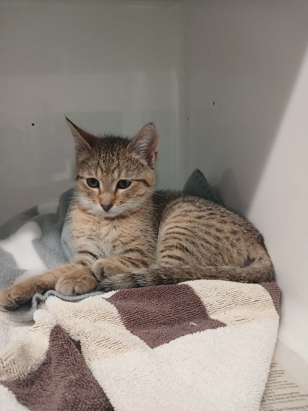 Gallery image: Percy