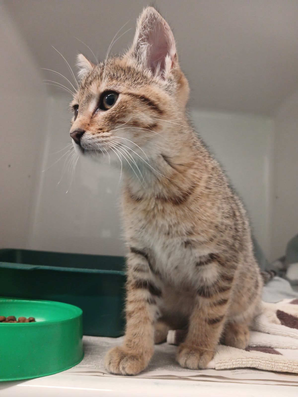 Gallery image: Percy