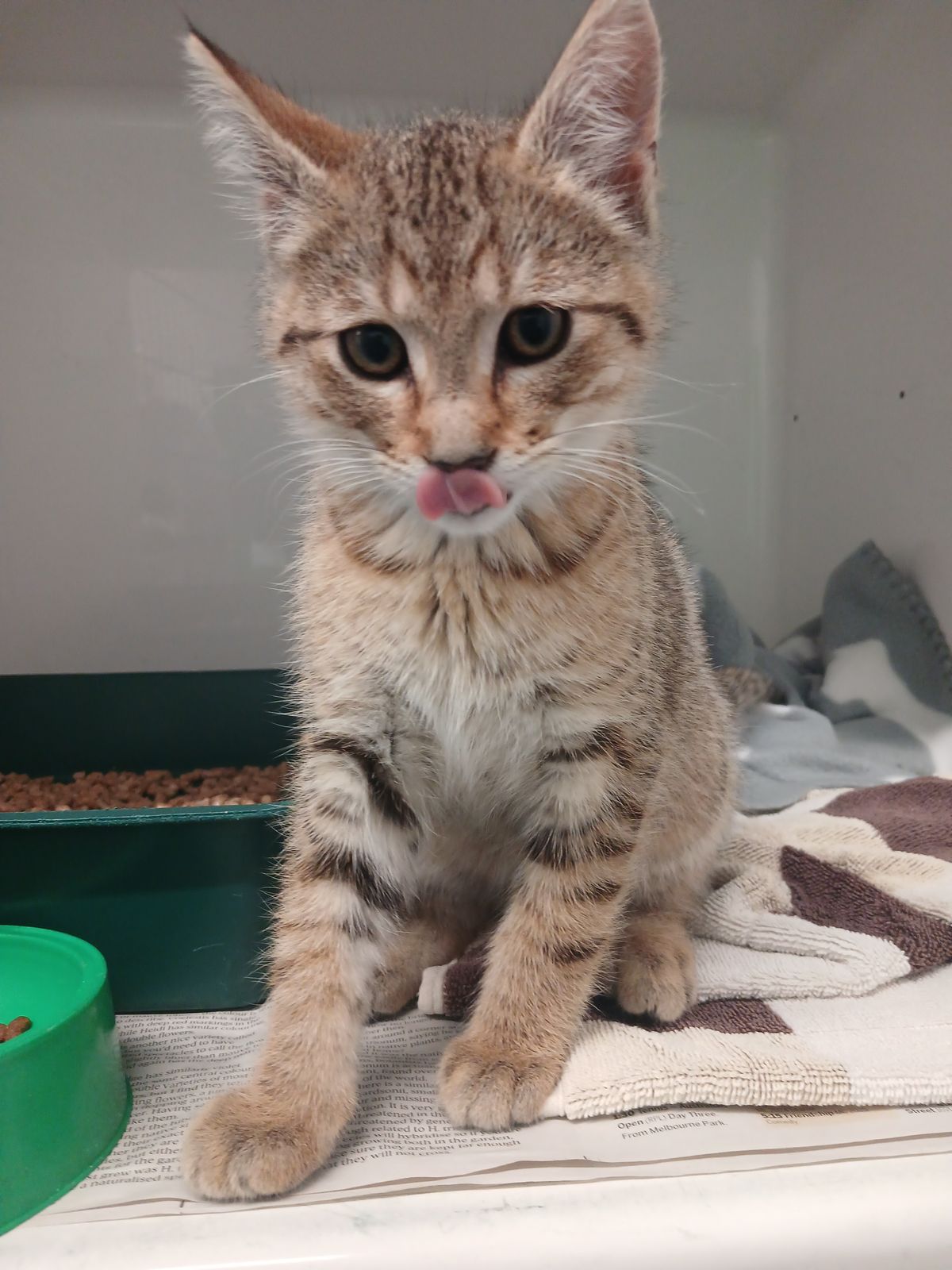 Gallery image: Percy