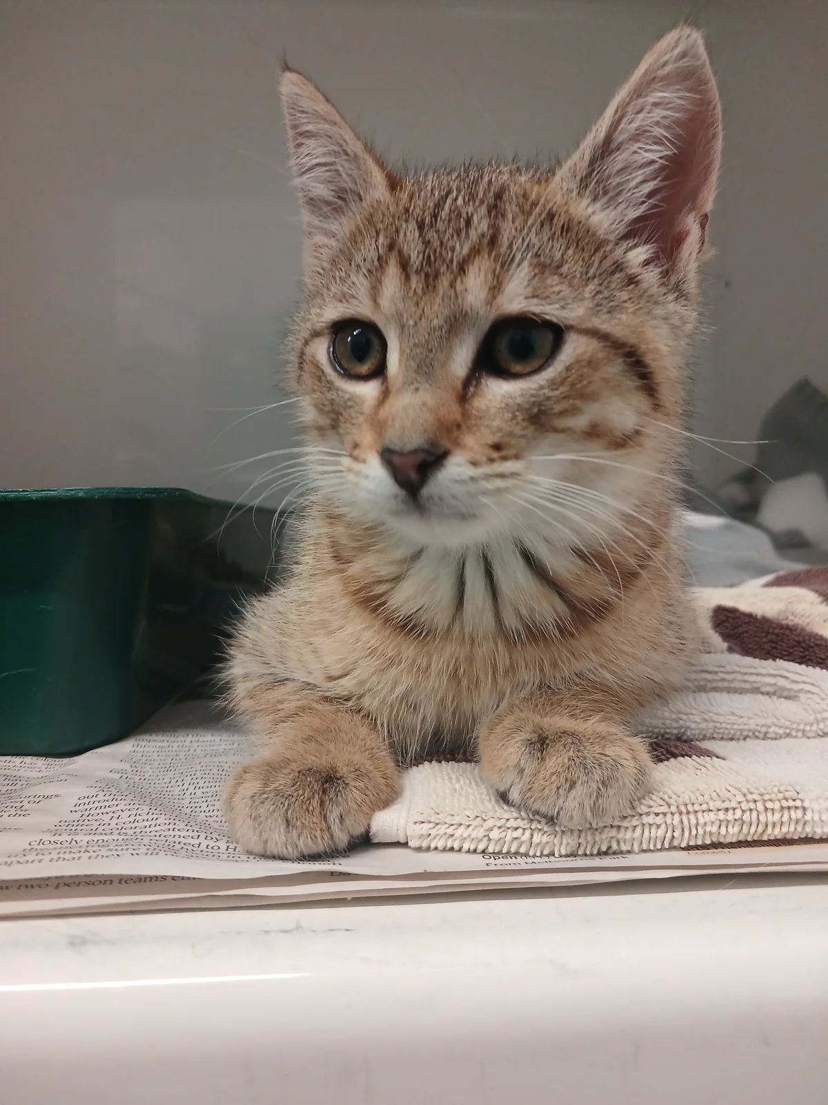 Gallery image: Percy