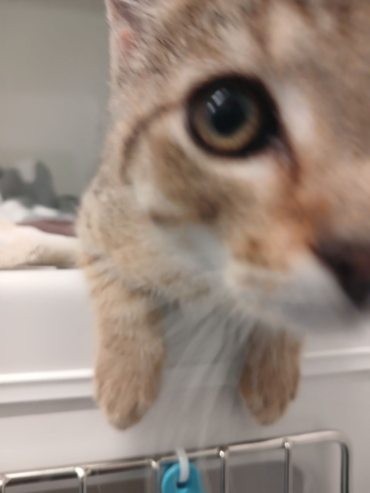 Gallery image: Percy