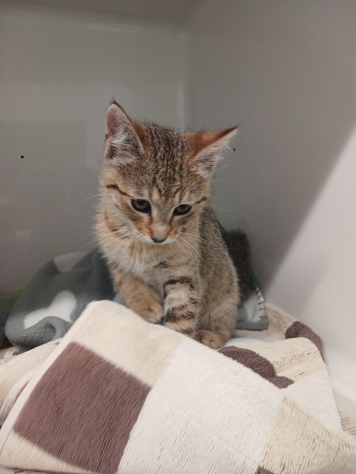 Gallery image: Percy