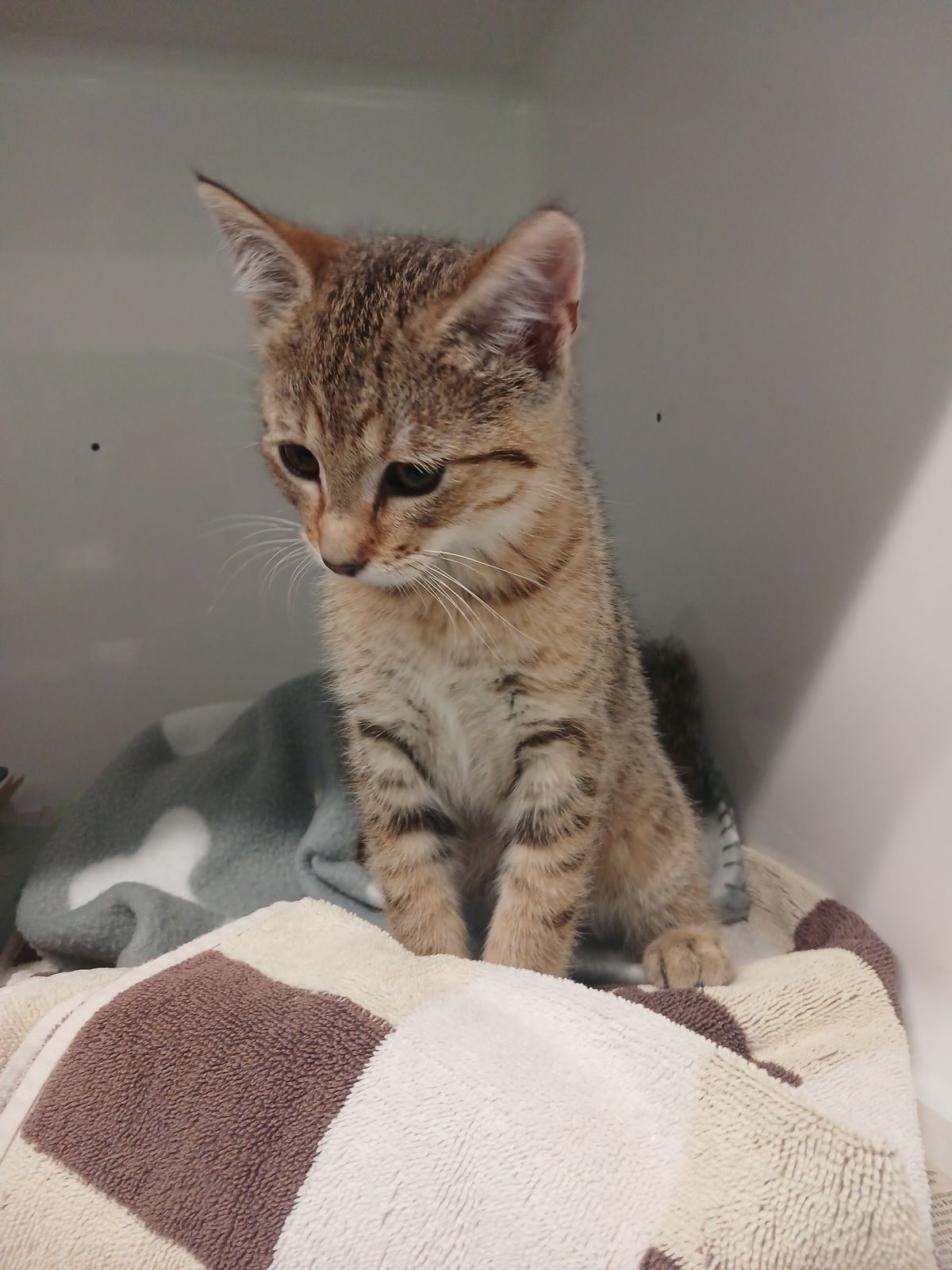 Gallery image: Percy