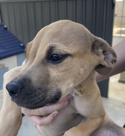 Newton - Medium Cross Breed