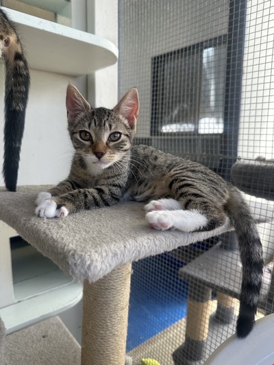 Izzy - Domestic Short Hair