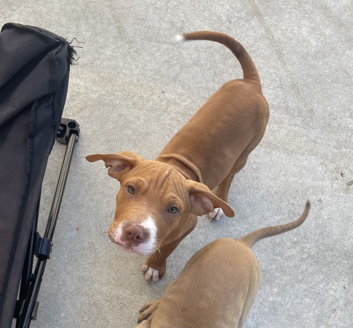 Gallery image: Clade