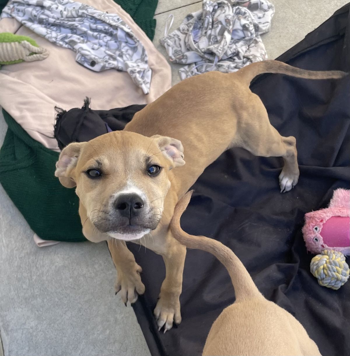 Gallery image: Einstein