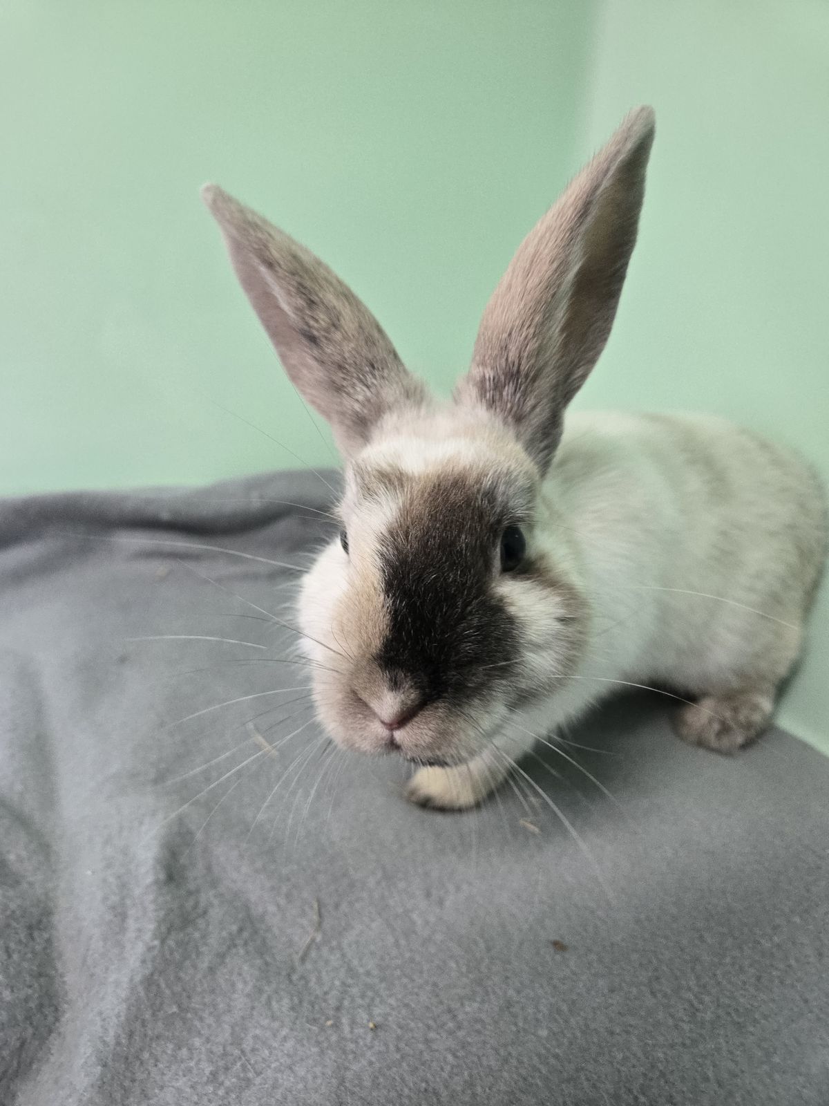 Gallery image: Cheesecake