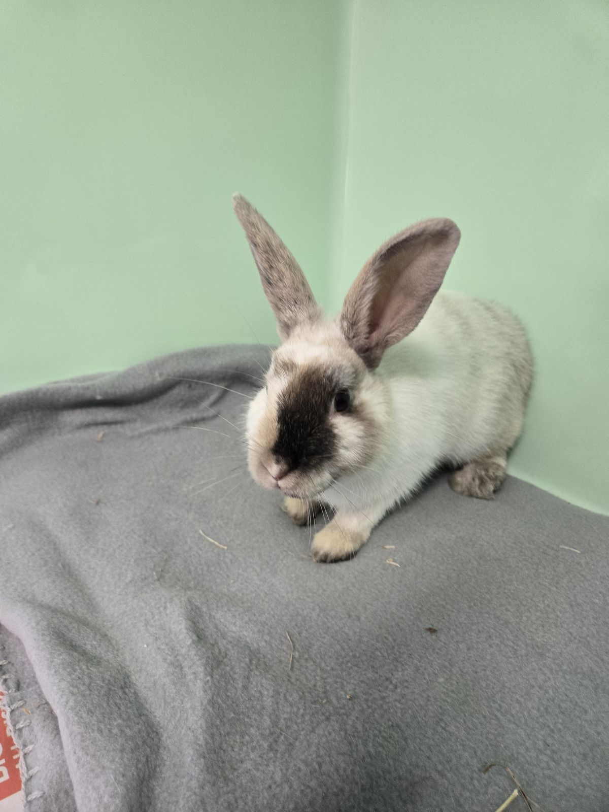 Gallery image: Cheesecake