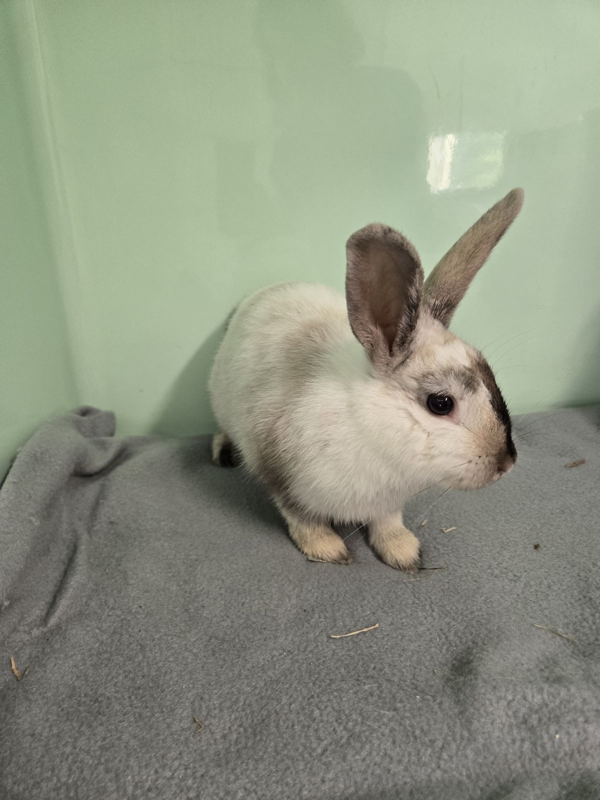 Gallery image: Cheesecake