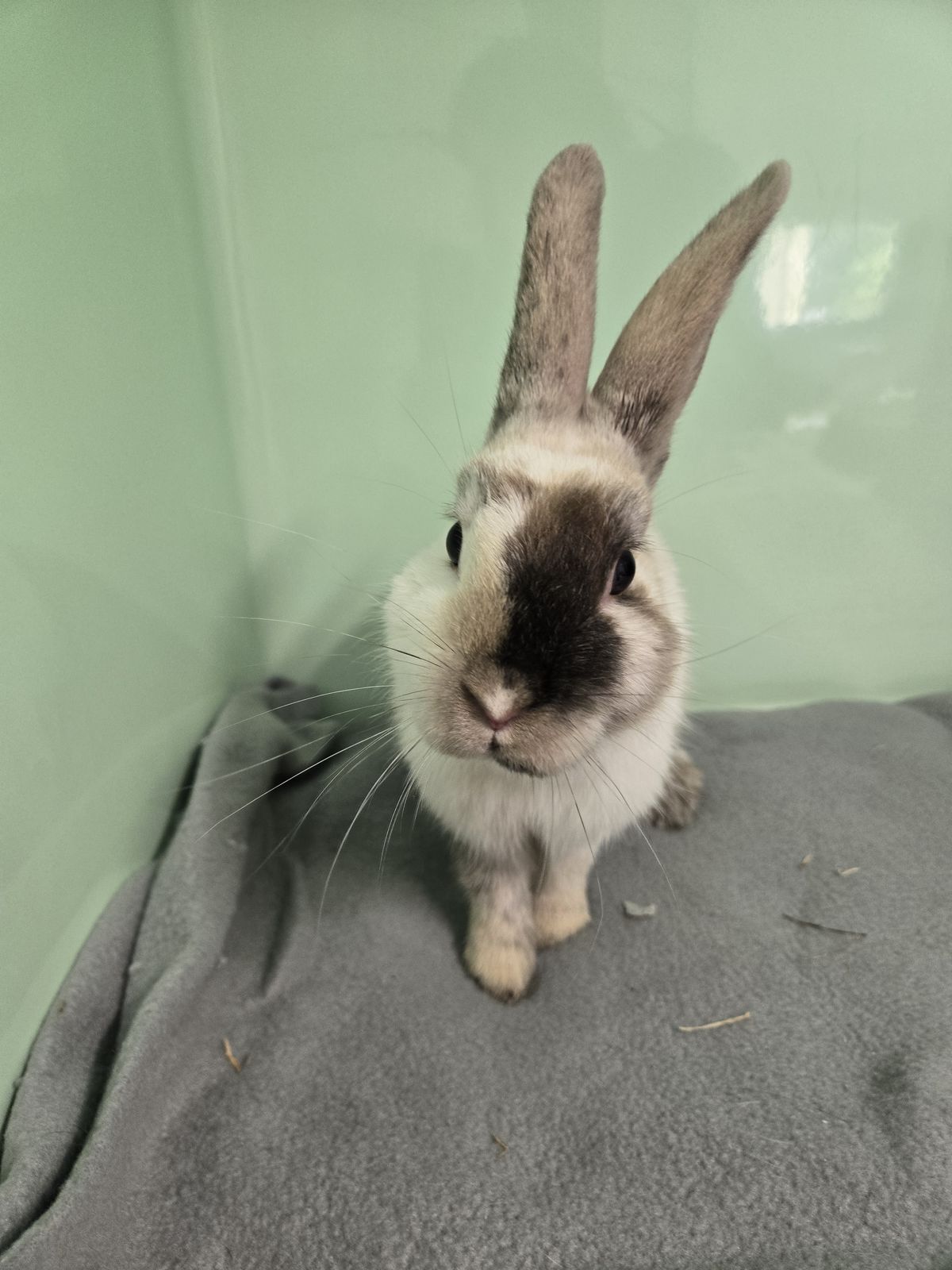 Gallery image: Cheesecake