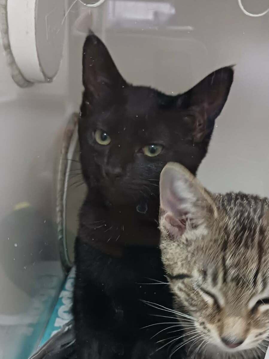 Gallery image: Fudge