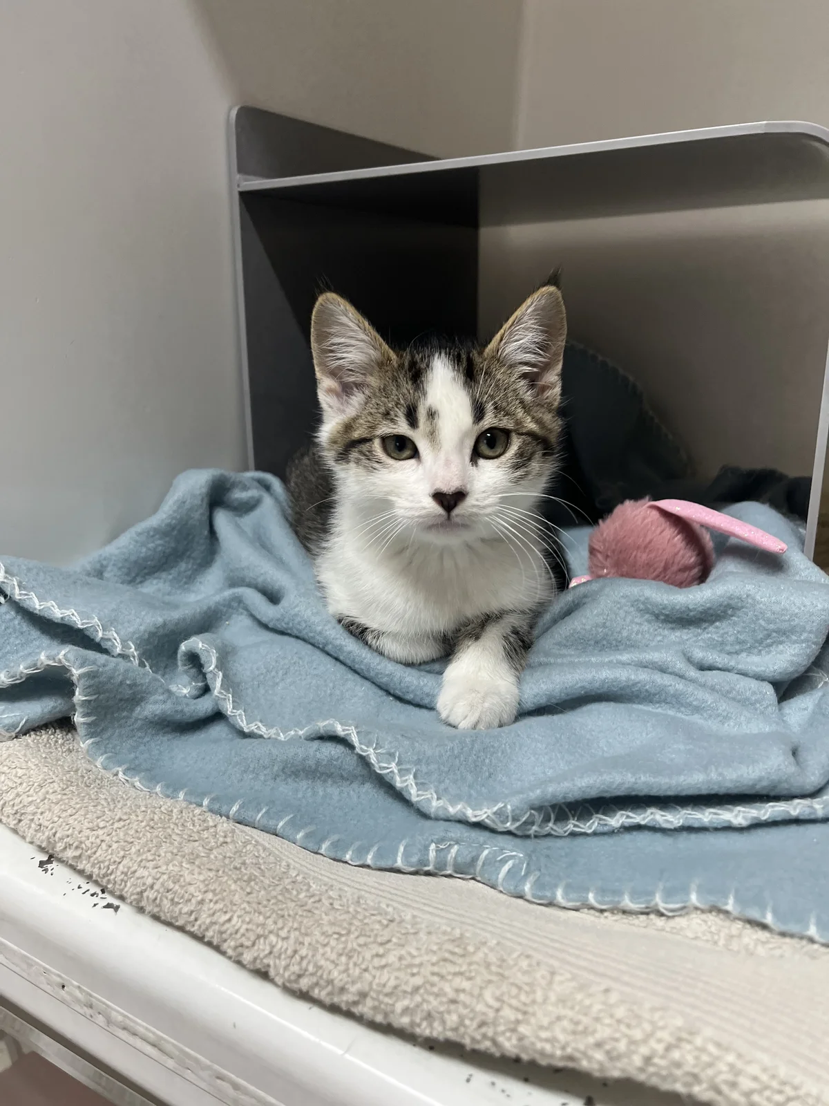 Gallery image: Roadie