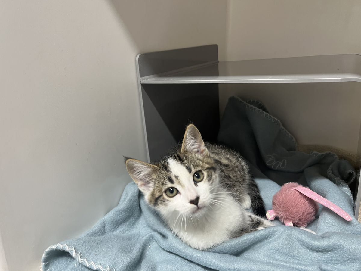 Gallery image: Roadie