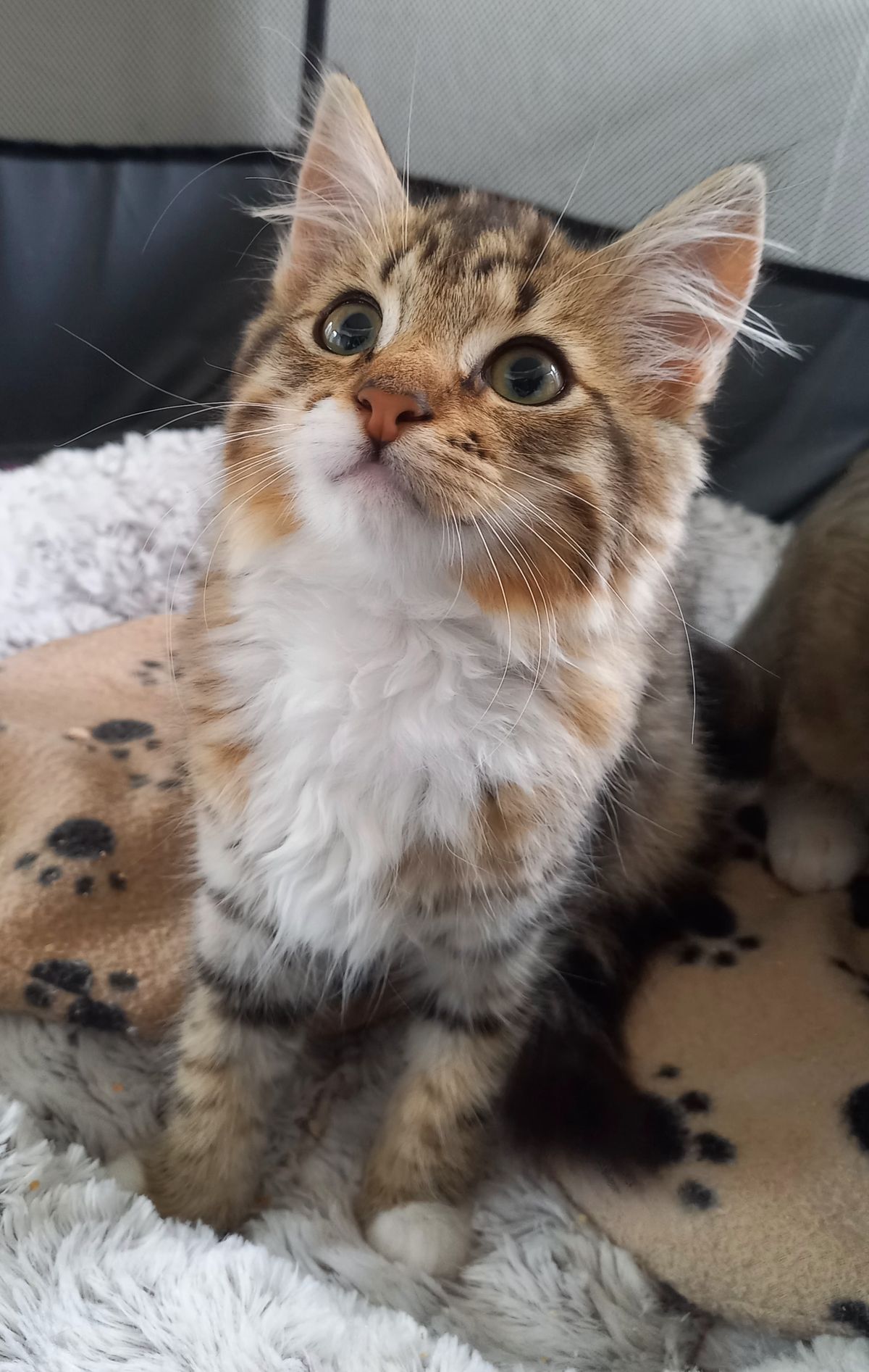 Gallery image: Tiger Lily