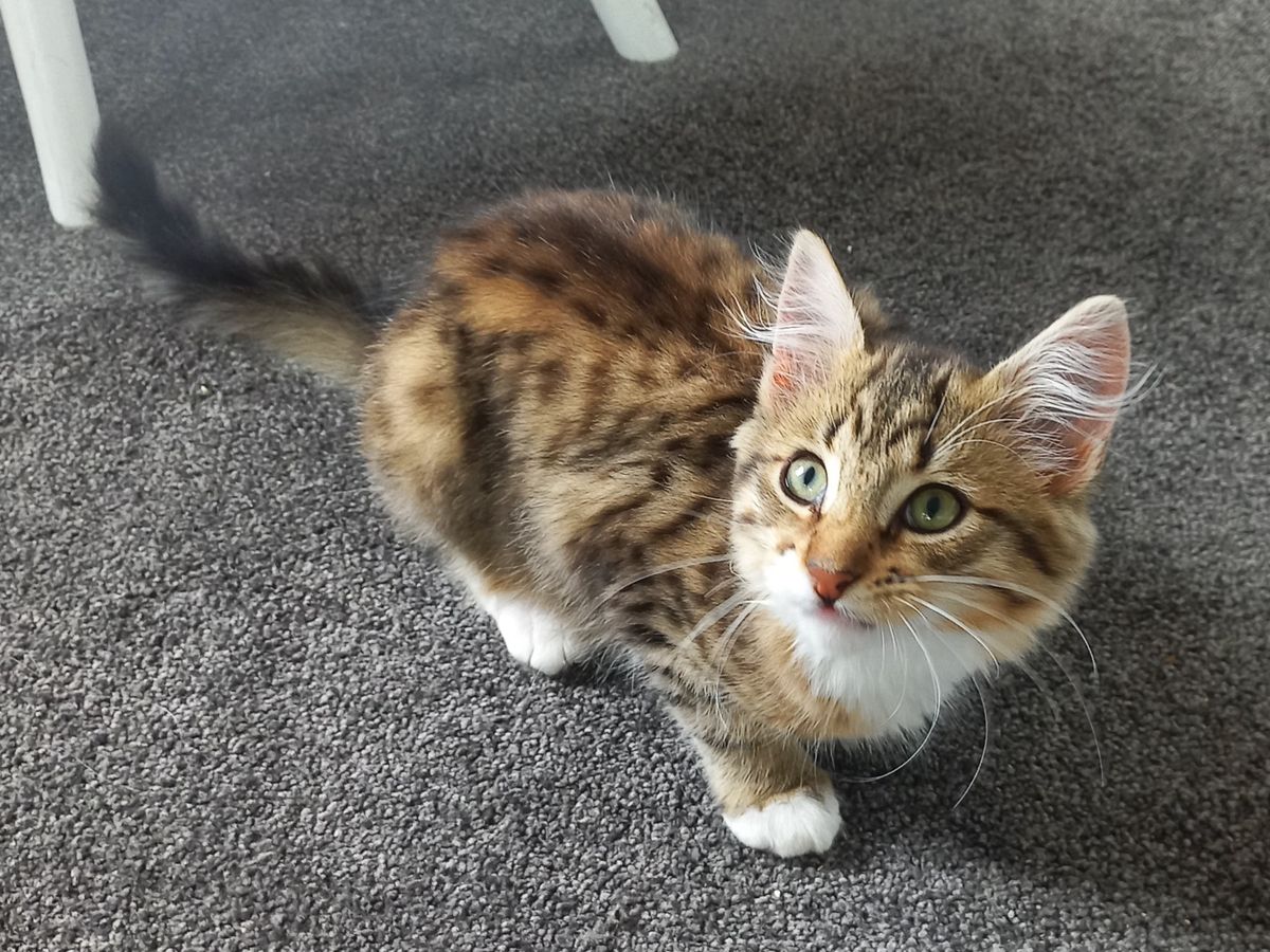 Gallery image: Tiger Lily