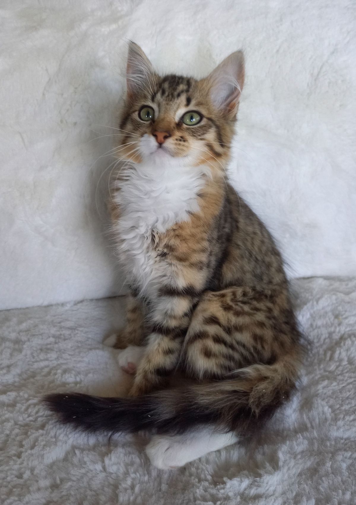 Gallery image: Tiger Lily