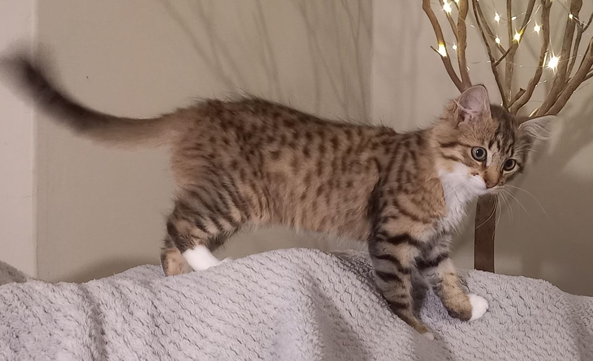 Gallery image: Tiger Lily