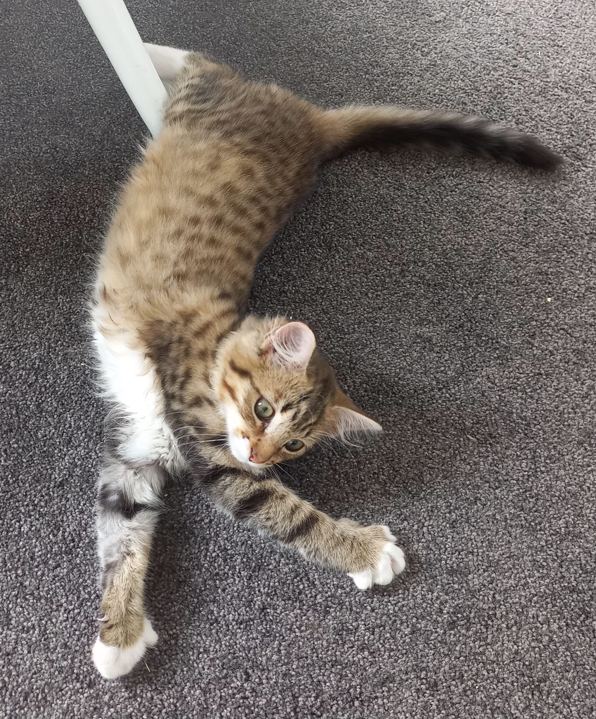 Gallery image: Tiger Lily