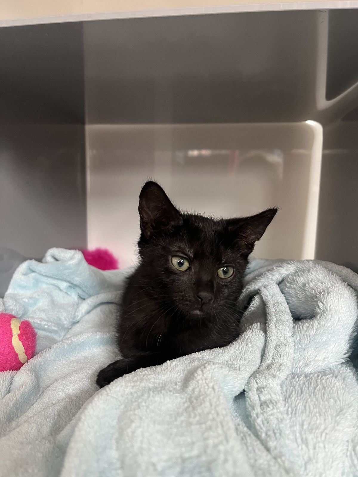 Gallery image: Clover